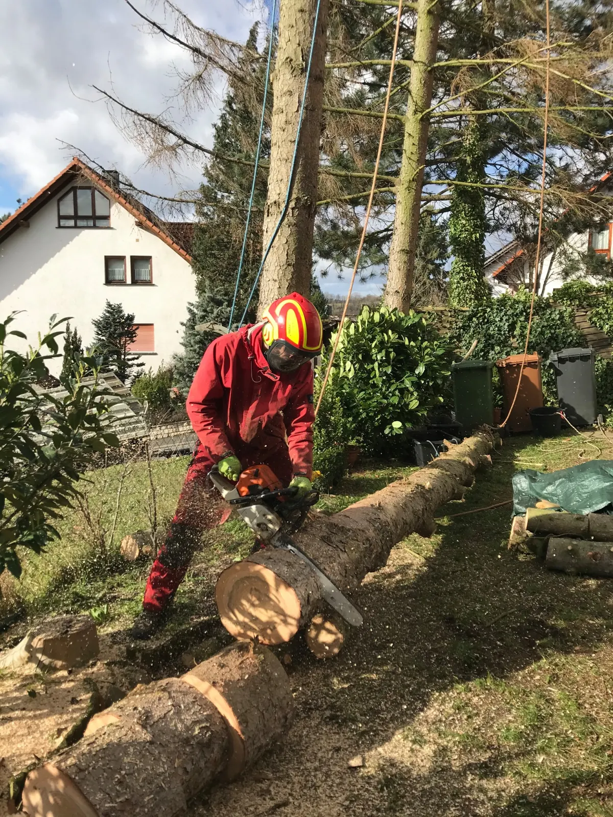 Baumfällung